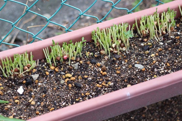 豆苗をプランターに植えて豆食べ放題 緑のカーテンの利用法 ぽかぽかびより レシピ 作り方 コツ Powered By ライブドアブログ