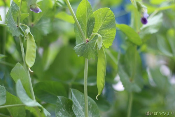 豆苗をプランターに植えて豆食べ放題 緑のカーテンの利用法 ぽかぽかびより レシピ 作り方 コツ Powered By ライブドアブログ