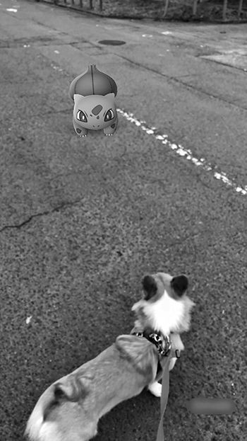 ポケモンgo あ 野生のフシギダネがとびだしてきた ポケモンgo速報まとめ