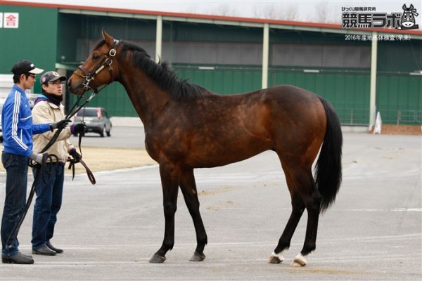 16 17pogデビュー馬情報 3代母は桜花賞馬アグネスフローラ 数少ないホワイトマズル産駒 アグネスパサーの14 アグネスウイン 16 17 ウィpog 競馬最新情報