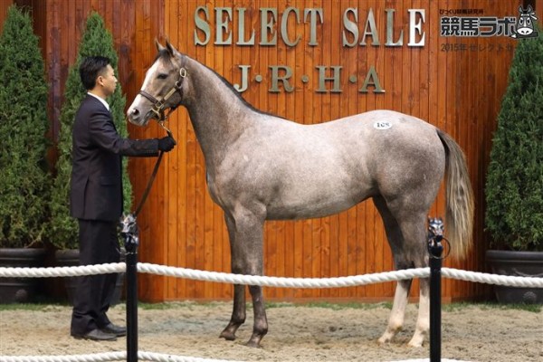 追記あり 16 17pog注目2歳馬情報 父は北米リーディングサイアー 母も米ｇ1勝ち馬 世界的良血馬シャンパンドーロの14 フォギーナイト 16 17 ウィpog 競馬最新情報