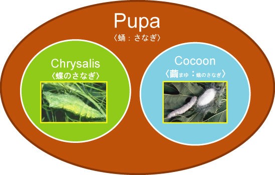 硬い殻を持つ サナギポケモン 英語学習 英語でポケモン Go