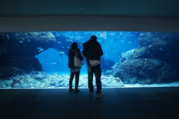 水族館お気に入りランキング 5 9更新 水族館に行ってまいります