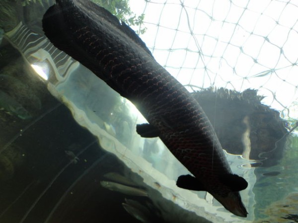 ピラルクその2 Www Saniluz Pt