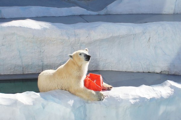 ソフトバンクの可愛いお父さんかと思った 残念 ホッキョクグマちゃんでした 水族館に行ってまいります ソフトバンクの可愛いお父さんかと思った 残念 ホッキョクグマちゃんでした 水族館に行ってまいります