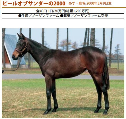 社台グループ繁殖牝馬名鑑2003〜2018（16冊） 繁殖牝馬として大成功した馬たち。競走馬としては大成しなかった