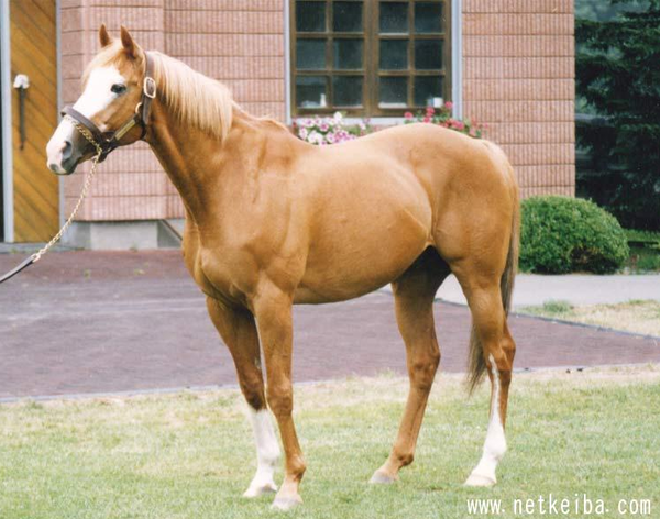 マインドユアビスケッツ輸入で考える 4 4 Ndの父系からの考察 一口馬主考 一口馬主考 個人馬含む 国内外旅行記