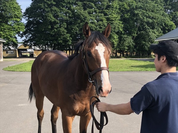 イプスウィッチ18 牧場 一口馬主考 個人馬含む 国内外旅行記