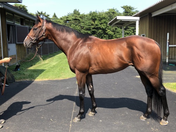 山元トレセン デッドアヘッッド ラルナブリラーレ 一口馬主考 個人馬含む 国内外旅行記