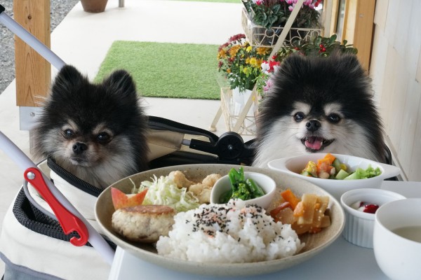 新潟市西蒲区。犬用の檻です。大型犬にピッタリ。