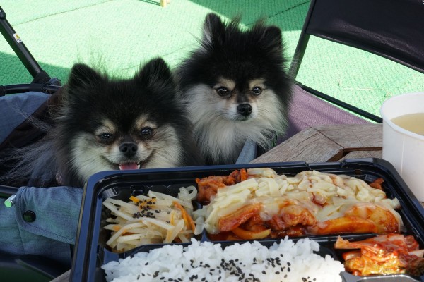 新潟県中越地方のテラスペット可のお店一覧 黒ぽめあんこ と 黒ぽめおはぎ