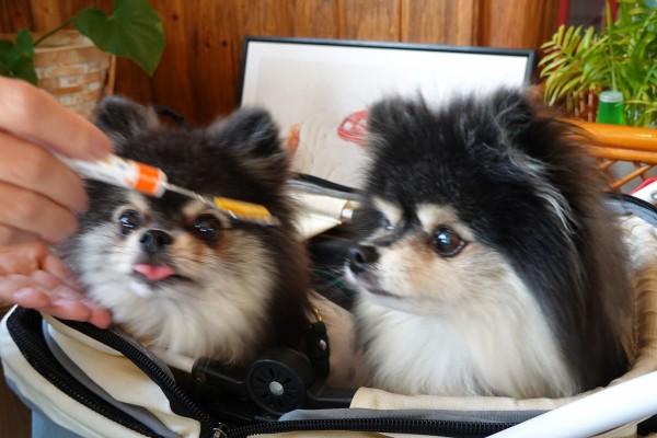 わんこ 店内わんこOK】新潟市南区白根地区にできたcafe Felizさん : 黒ぽめ