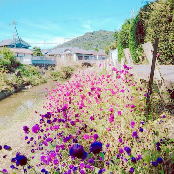 ボンボンみたいな花 ゲイの夫夫日記