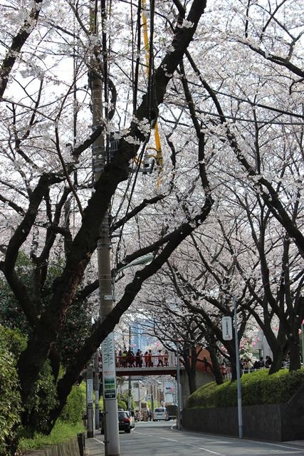 桜名所 In 大田区 桜坂 洗足池 Pon Moonの旅ブログ