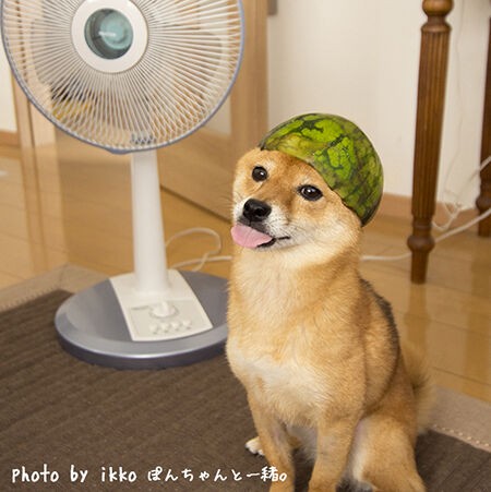 犬も熱中症に気をつけよう 豆柴ぽんと北海道