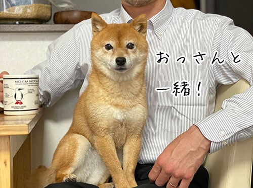 おっさんと犬 豆柴ぽんと写真と旅と