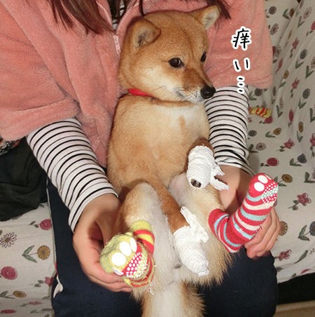 愛犬の花粉症の治し方 豆柴ぽんと北海道