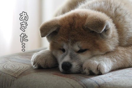 北海道の犬は毛がもふもふなのか 豆柴ぽんと北海道