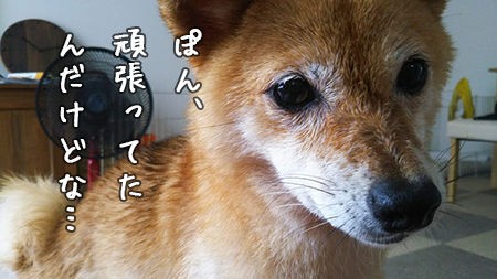 歯周病 再び 犬のオーラルケアは 豆柴ぽんと北海道