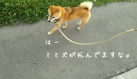 なんで犬ってミミズが好きなの 豆柴ぽんと北海道