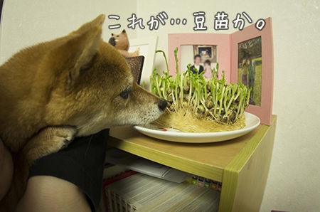 ずいぶん伸びたので食べました 豆柴ぽんと北海道