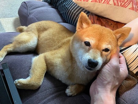 コロナ太り 豆柴ぽんと写真と旅と