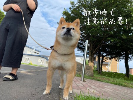 犬も熱中症に気をつけよう 豆柴ぽんと北海道