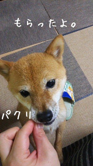 ししゃもかカペリンか 豆柴ぽんと北海道