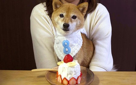 ぽんちゃん誕生日８才 豆柴ぽんと写真と旅と