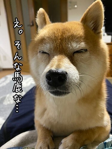 ここが変だよ北海道 の赤飯 豆柴ぽんと北海道