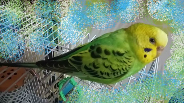インコ様用暖房 : 日々に感謝