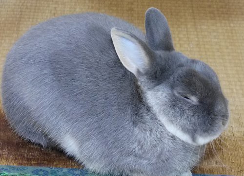 丸々としているうさぎ フムスチップス等 Blumen Meer