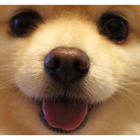 癒される犬の画像貼ってこう さとる速報 おーぷん