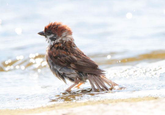 スズメの水浴びを見て 野鳥の観察を都内で