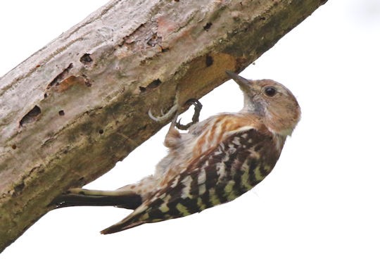 コゲラは巣穴の前に 野鳥の観察を都内で