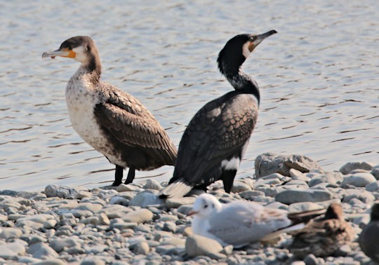 胸の白いカワウを見つけ 野鳥の観察を都内で