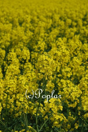 菜の花畑と思い出 フランス暮らしとおいしいものたち