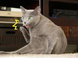 出っ歯なネコ : ぽんきちさんとお昼寝 - 猫 出っ歯