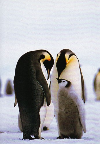 皇帝ペンギンの親子 ぽすくろとわたくし