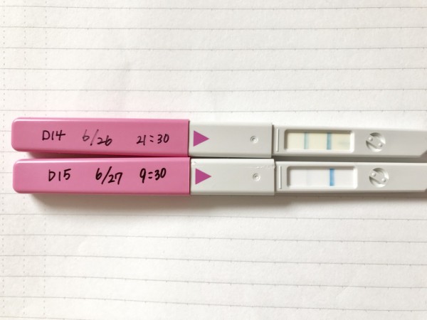 3周期目 D15 昨日か今日が排卵日の模様です タイミングバッチリ 考え過ぎ主婦の 2人目ゆる妊活