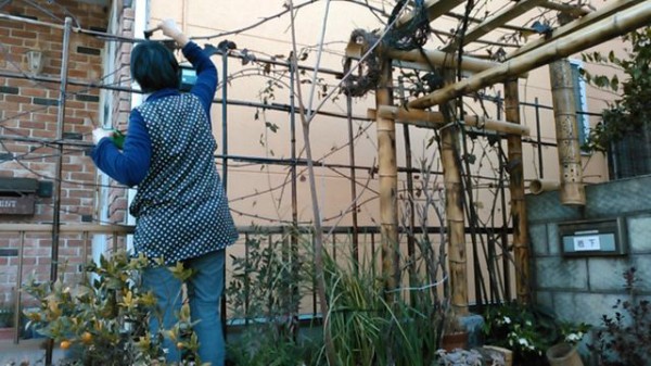 竹垣根を黒竹風に変える 19 02 25 月 郊外で農業 大工 庭師そしてシステム屋と少し田舎暮らし