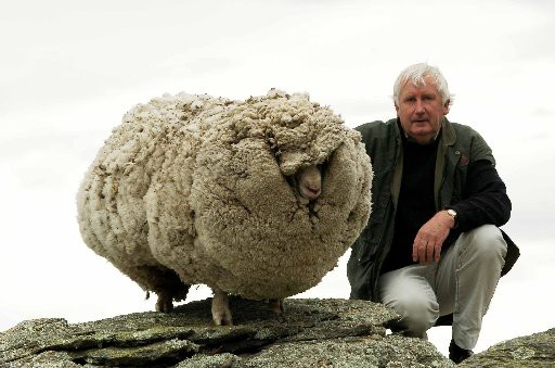 ニュージーランドの有名な毛深すぎる羊シュレック 感動しちゃった 動物部
