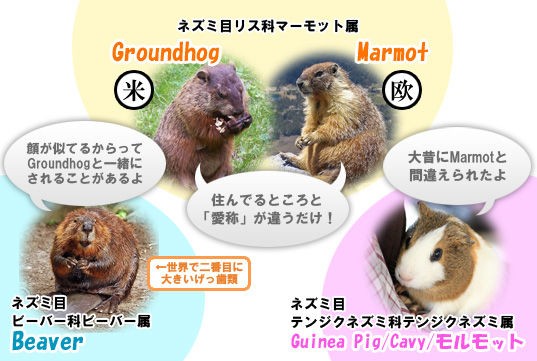 モルモット と マーモット の違いは モルモット飼育ブログ Daily Mocha Latte モルモット と マーモット の違いは モルモット飼育ブログ Daily Mocha Latte