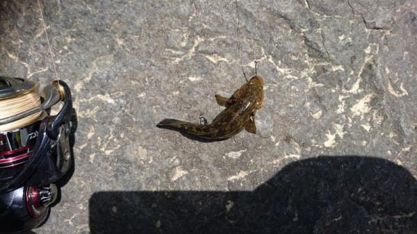 川釣り ハヤ ゴリ 山椒魚と外扉 あにめオタクとアウトドア 川釣り ハヤ ゴリ 山椒魚と外扉 あにめオタクとアウトドア