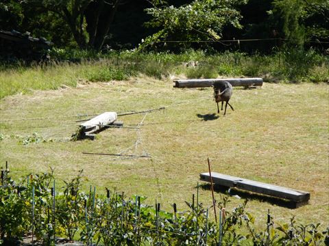 久しぶりの瀞川氷ノ山林道 後編 高揚のち撃沈 Cuteのバイクな生活 Klxとスカブー