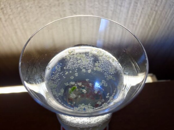 デザートライム フィンガーライムの素人栽培記録 育て方 In21 会長の趣味いろいろblog