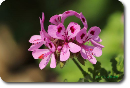 長所と短所の面接対策について プログレス進学塾 看護学校 看護大学受験の専門