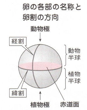 生物 ウニとカエルの卵割 プログレス進学塾 看護学校 看護大学受験の専門 生物 ウニとカエルの卵割 プログレス進学塾 看護学校 看護大学受験の専門