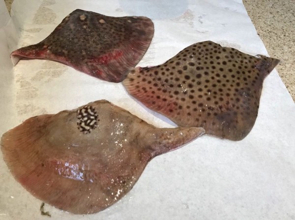 保存版 ロンドンのプリムローズヒルの魚屋のイギリスで食べられるお魚図鑑 ロンドンのプリムローズヒルの魚屋 イギリス生活