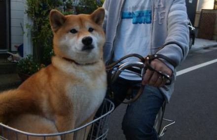 犬を自転車の前かごに入れて運転 道交法違反の可能性だとか ゲームかなー